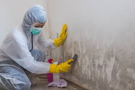 Reliable Berkeley, CA Mold Removal Solutions